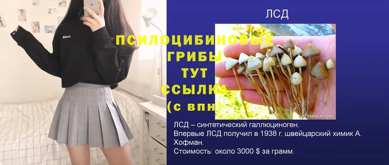 Галлюциногенные грибы Psilocybe  Кохма 